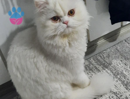 Chilchilla dişi kedim