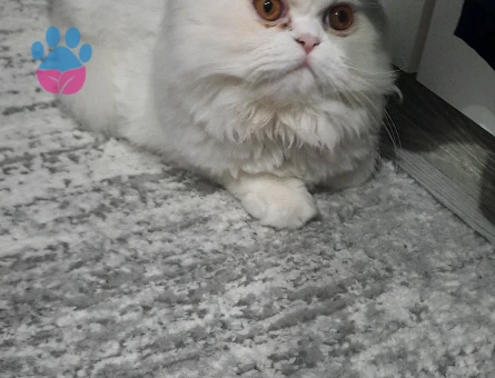 Chilchilla dişi kedim