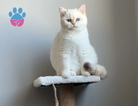 British süslü golden