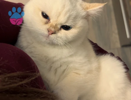 British süslü golden