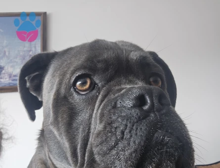 Fransız Bulldog x King Cane Corso mix ingiltere doğumlu oğlumuza eṣ Ariyoruz