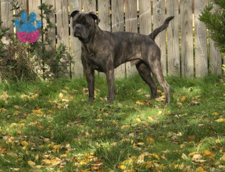 Fransız Bulldog x King Cane Corso mix ingiltere doğumlu oğlumuza eṣ Ariyoruz