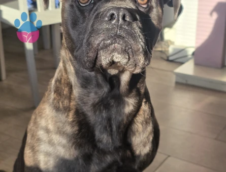 Fransız Bulldog x King Cane Corso mix ingiltere doğumlu oğlumuza eṣ Ariyoruz
