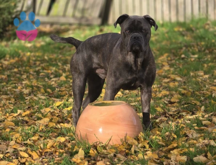 Fransız Bulldog x King Cane Corso mix ingiltere doğumlu oğlumuza eṣ Ariyoruz