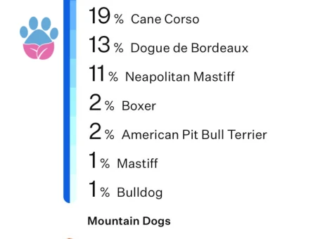 Fransız Bulldog x King Cane Corso mix ingiltere doğumlu oğlumuza eṣ Ariyoruz