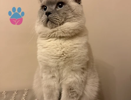 Mocha (British shorthair blue point)