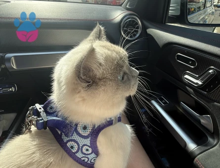 Mocha (British shorthair blue point)