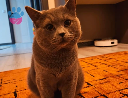 Çakıl Paşamıza Eş arıyoruz