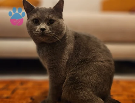 Çakıl Paşamıza Eş arıyoruz