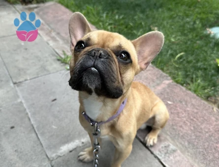 Fransız buldog 2 yaşında dişi arıyorum