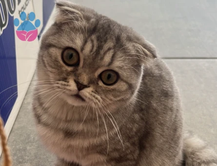 Scottish Fold Dişi Kedim Eş Arıyor