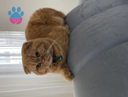 Scottish Fold 2 Yaşında Oğluma Eş Arıyorum
