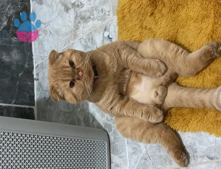 Scottish Fold 2 Yaşında Oğluma Eş Arıyorum