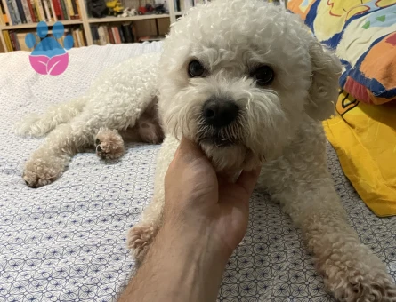 Maltipoo Erkek Köpeğime Eş Arıyorum