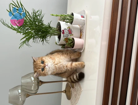 Scottish straight golden dişi kedi