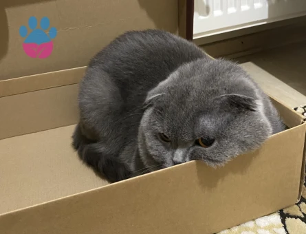 Scottish Fold 1 Yaşında Oğlum Eş Arıyor