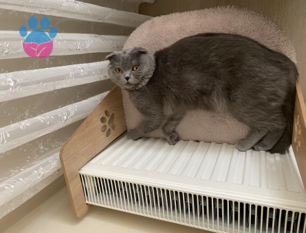 Scottish Fold 1 Yaşında Oğlum Eş Arıyor