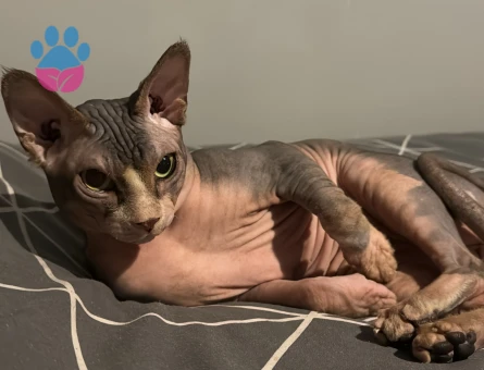 Sfenks Kedime Eş Arıyorum 1 Yaşında