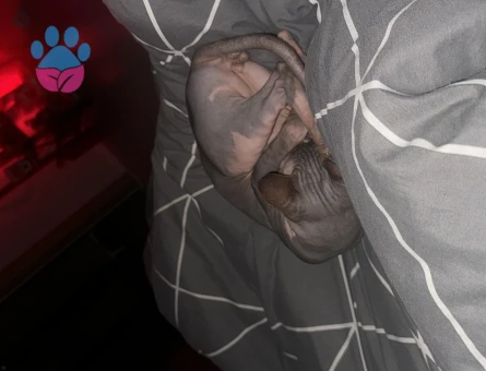 Sfenks Kedime Eş Arıyorum 1 Yaşında