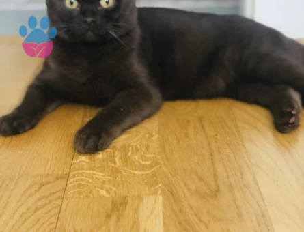 Chocolate Scottish fold erkek