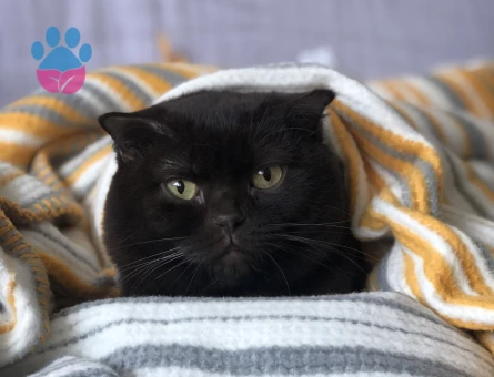 Chocolate Scottish fold erkek