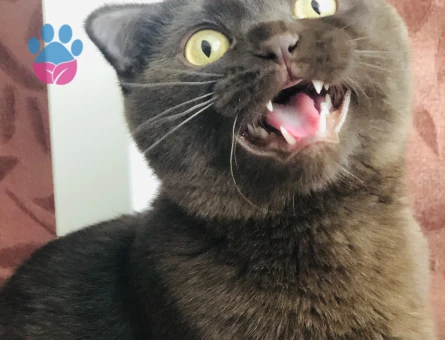 Chocolate Scottish fold erkek