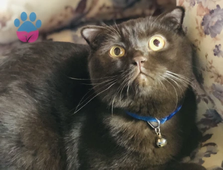 Chocolate Scottish fold erkek