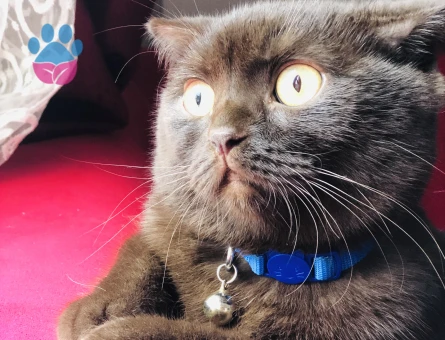 Chocolate Scottish fold erkek