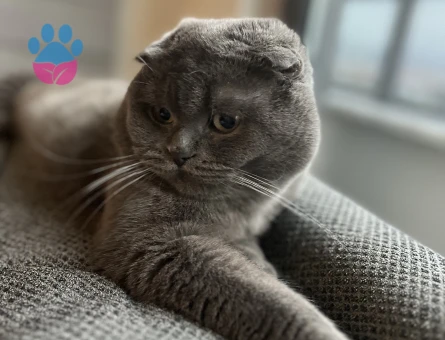 Scottish Fold Erkek Kedim Eş Arıyor