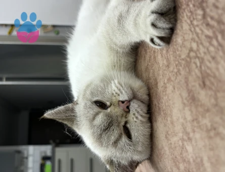 Scottish Fold Kızıma Eş Arıyoruz 1 Yaşında