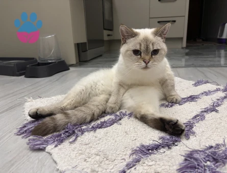 Scottish Fold Kızıma Eş Arıyoruz 1 Yaşında