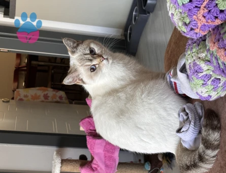 Scottish Fold Kızıma Eş Arıyoruz 1 Yaşında