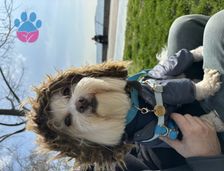 Morkie 3 Yaşında Oğlum Eş Arıyor