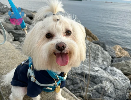 Morkie 3 Yaşında Oğlum Eş Arıyor