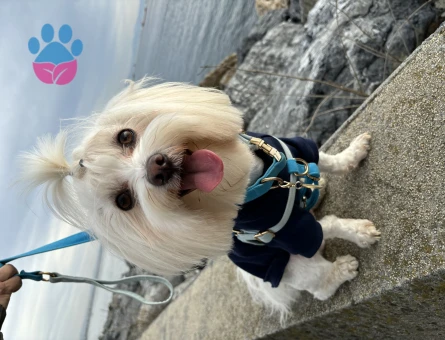 Morkie 3 Yaşında Oğlum Eş Arıyor