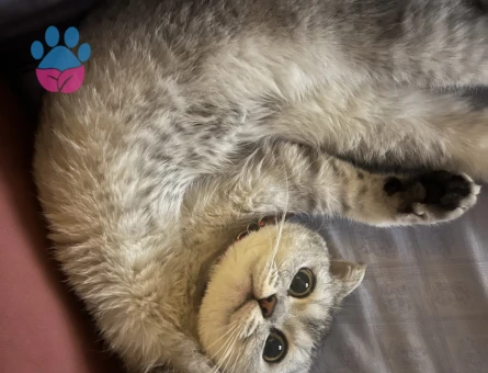 Scottish Fold kızıma eş arıyorum acil!