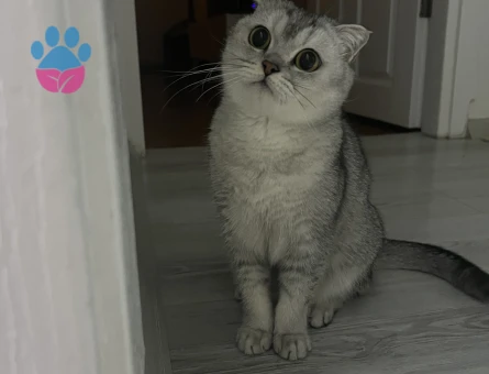 Scottish Fold kızıma eş arıyorum acil!