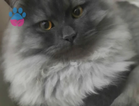 Oğluma  cinsine yakın eş ariyorum