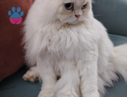 Paşam eş arıyorum