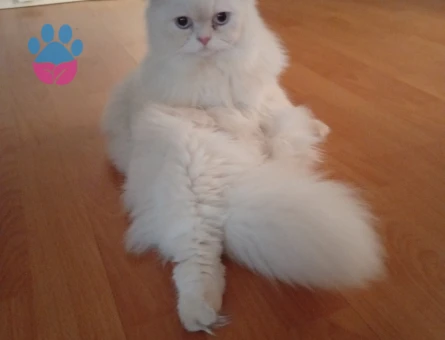 Paşam eş arıyorum