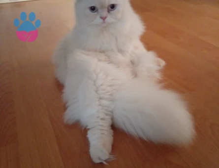 Paşam eş arıyorum