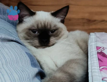 Mars kedimiz için eş arıyoruz