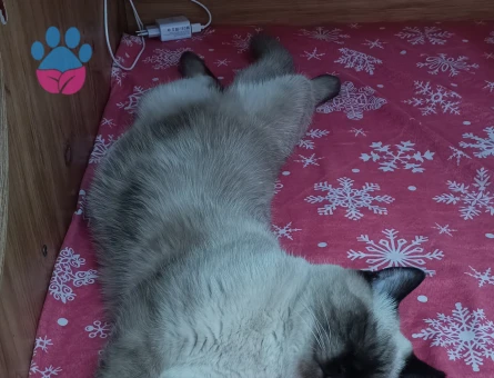 Mars kedimiz için eş arıyoruz