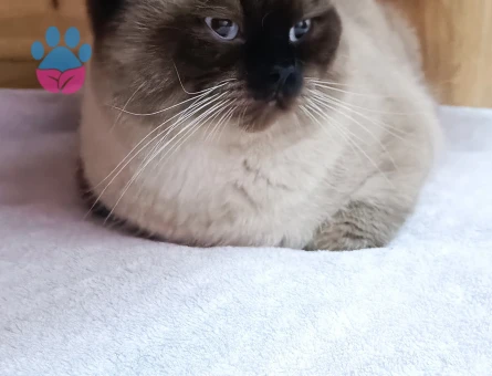 Mars kedimiz için eş arıyoruz