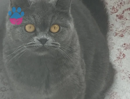 1 yaşında british dik kulak dişi kedimize eş arıyoruz aynı şekilde gri renk biritish olması gerek