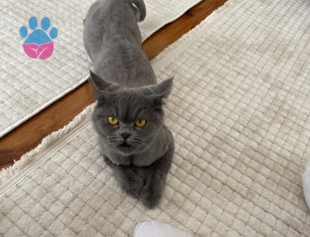 1 yaşında british dik kulak dişi kedimize eş arıyoruz aynı şekilde gri renk biritish olması gerek