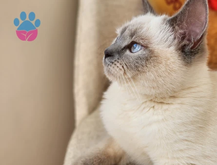 Kizimiza Es Ariyoruz