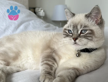 British Shorthair Kedim gofret Eş arıyor