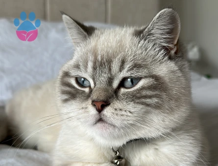 British Shorthair Kedim gofret Eş arıyor