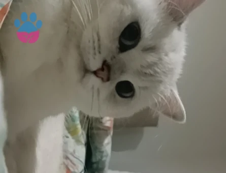 Kızımız Sütlaç'a damat arıyoruz